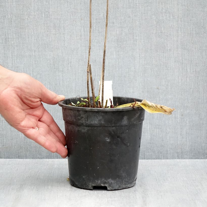 Hosta Striptease 2L/3L pot sample as delivered in autumn