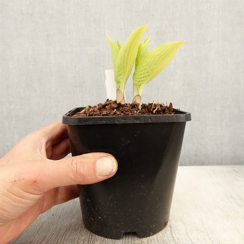 Hosta x tardiana Sunny Halcyon 1.5L/2L pot sample as delivered in spring