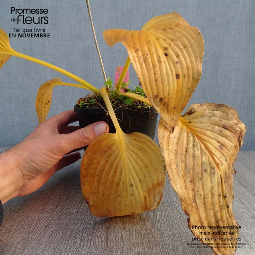 Hosta T Rex 1.5L/2L pot sample as delivered in autumn