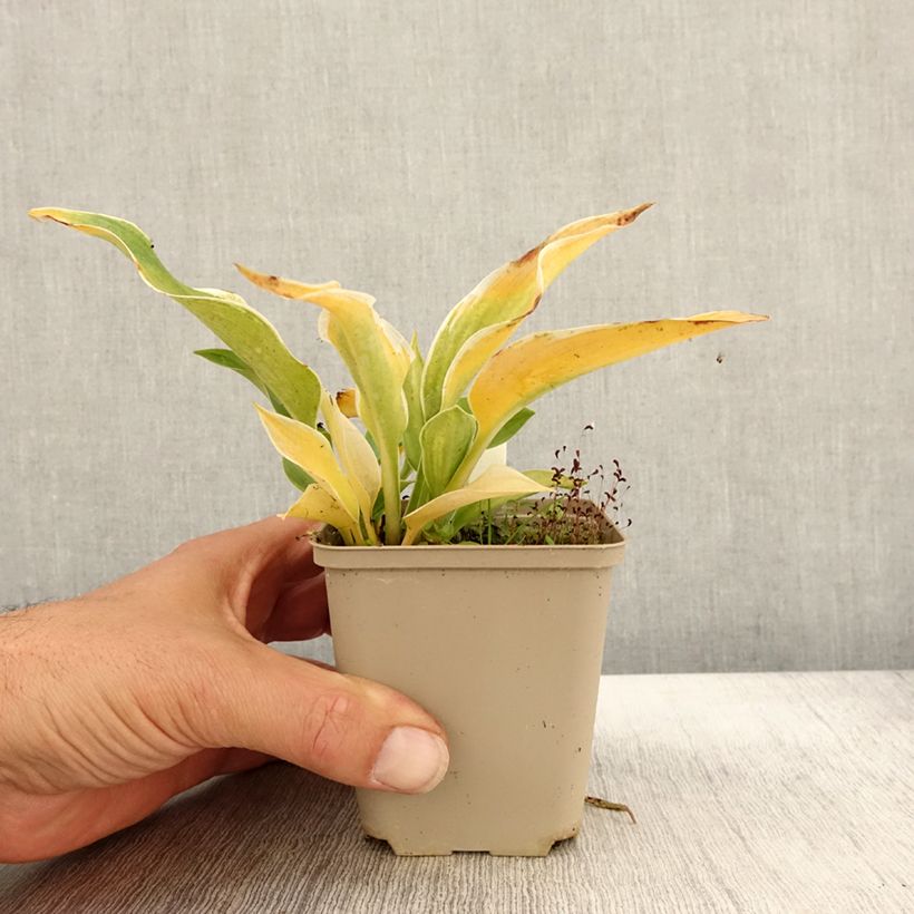 Hosta tardiana El Niño 8/9 cm pot sample as delivered in autumn