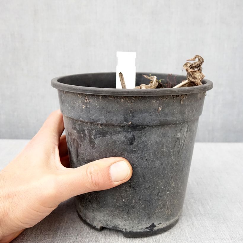 Hosta tardiana El Niño 2L/3L pot sample as delivered in spring