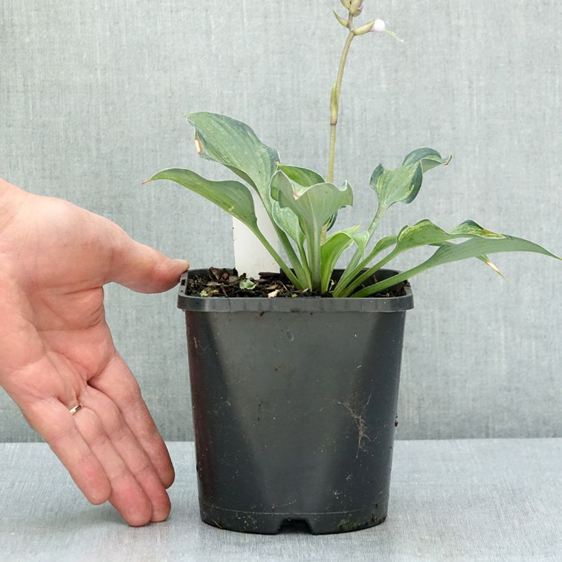 Hosta Teacher's Pride 1.5L/2L pot sample as delivered in summer