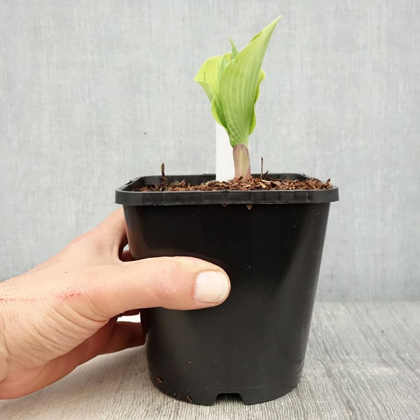Hosta  The King 1.5L/2L pot sample as delivered in spring