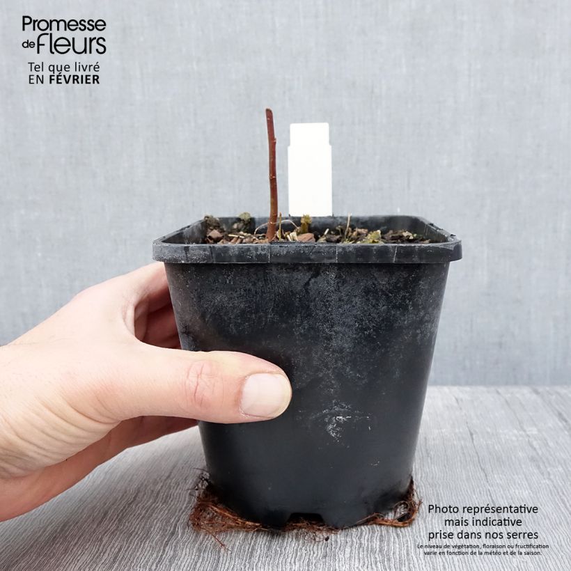 Hosta x tardiana Timeless Beauty 1.5L/2L pot sample as delivered in winter