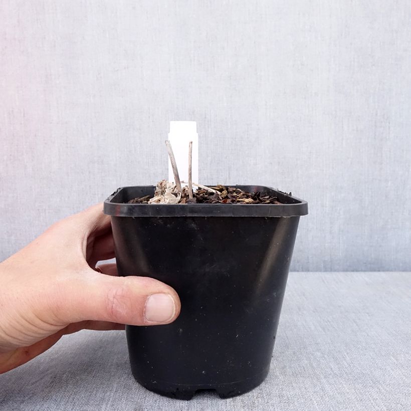 Hosta x tardiana Timeless Beauty 1.5L/2L pot sample as delivered in spring