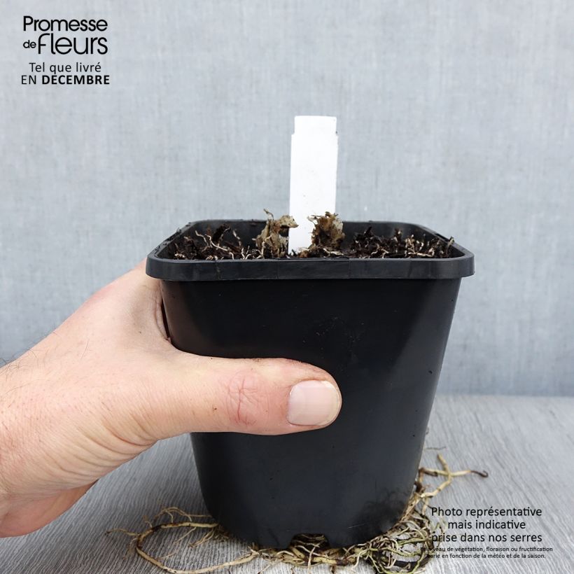 Hosta UFO 1.5L/2L pot sample as delivered in winter