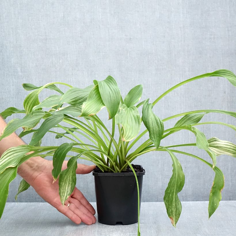 Hosta  White Feather 1.5L/2L pot sample as delivered in autumn
