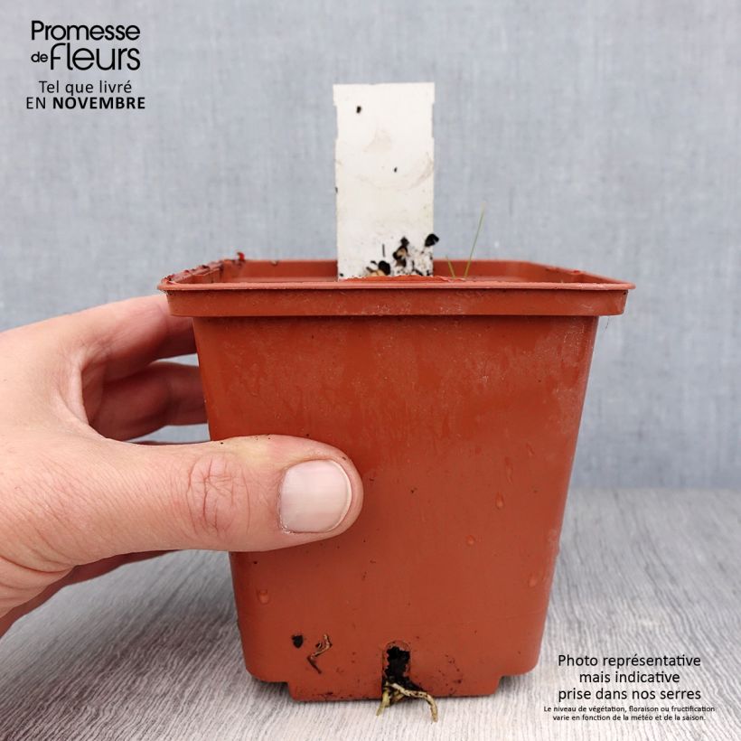 Hosta  Winter Snow 1L/1.5L pot sample as delivered in autumn