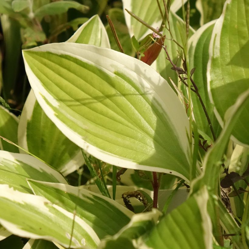 Hosta Yellow splash rim (Foliage)