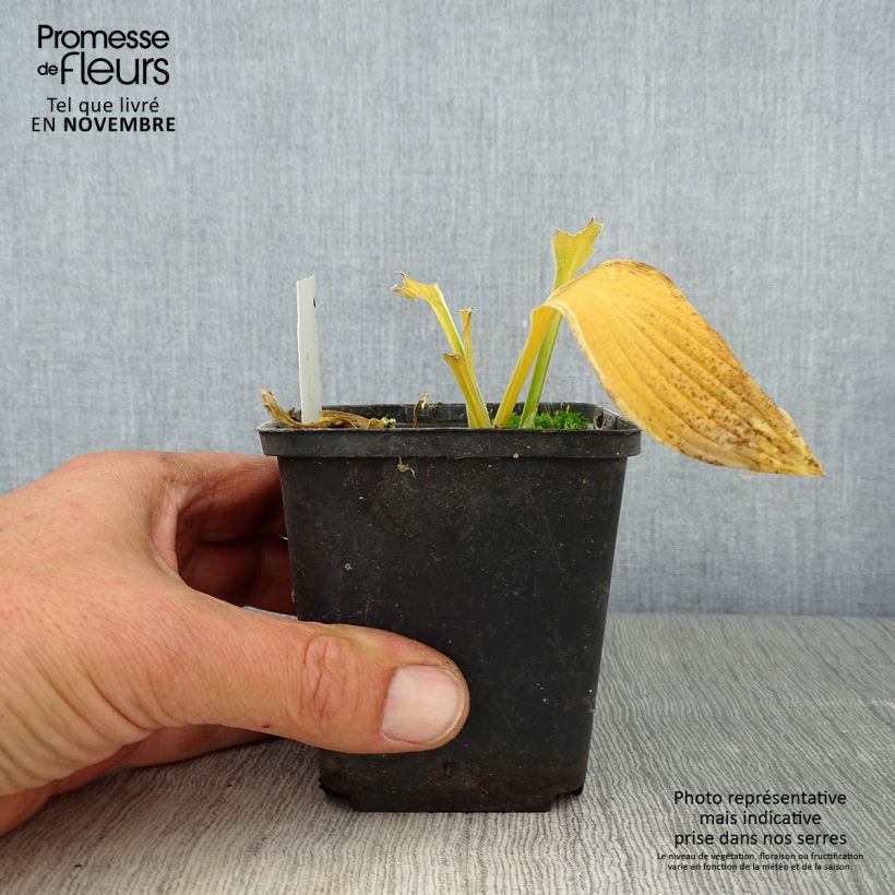 Hosta Yellow splash rim 8/9 cm pot sample as delivered in autumn