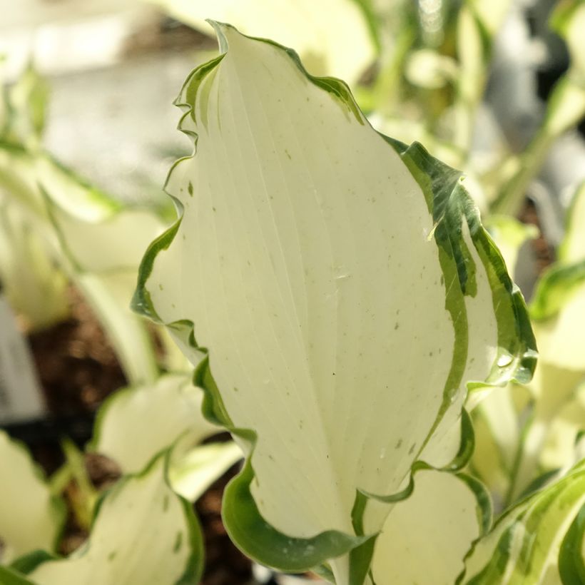 Hosta Zeus (Foliage)