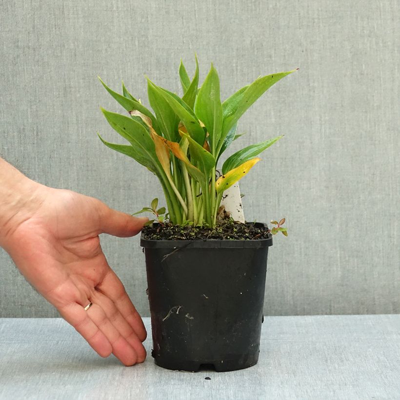 Hosta Zeus 1.5L/2L pot sample as delivered in autumn