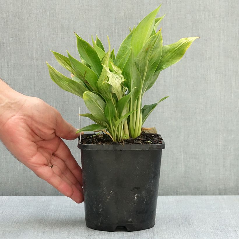 Hosta Zeus 1.5L/2L pot sample as delivered in summer