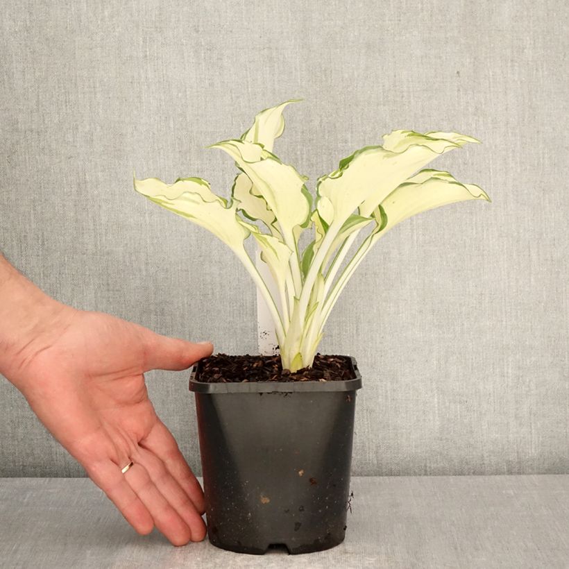 Hosta Zeus 1.5L/2L pot sample as delivered in spring