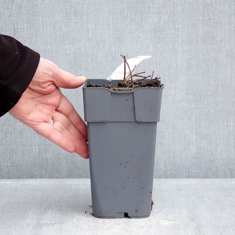 Humulus lupulus HOPS - Hop 1.5L/2L pot sample as delivered in winter