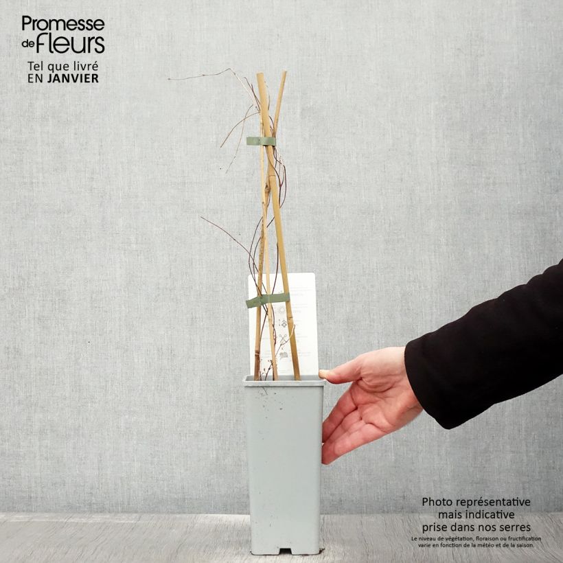 Humulus lupulus Hallertau Tradition - Common Hop 1.5L/2L pot sample as delivered in winter