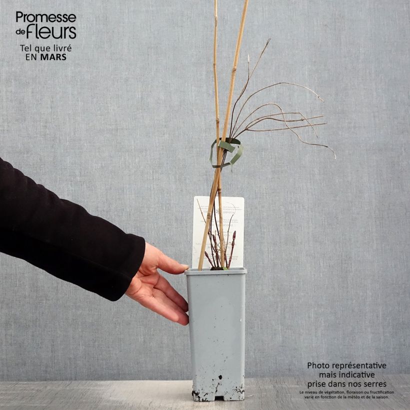 Humulus lupulus Hallertau Tradition - Common Hop 1.5L/2L pot sample as delivered in spring