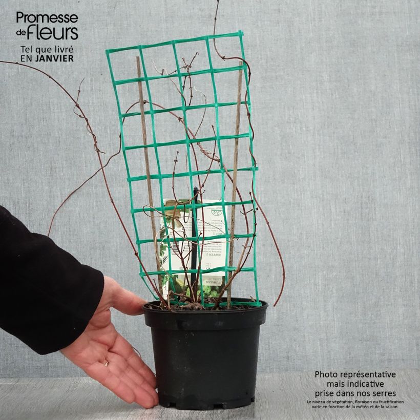 Humulus lupulus Hersbrucker - Common Hop 1.5L/2L pot sample as delivered in winter