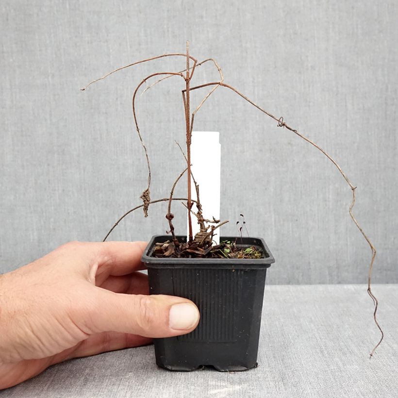 Humulus lupulus Jupiter - Common Hop 7/8 cm pot sample as delivered in autumn