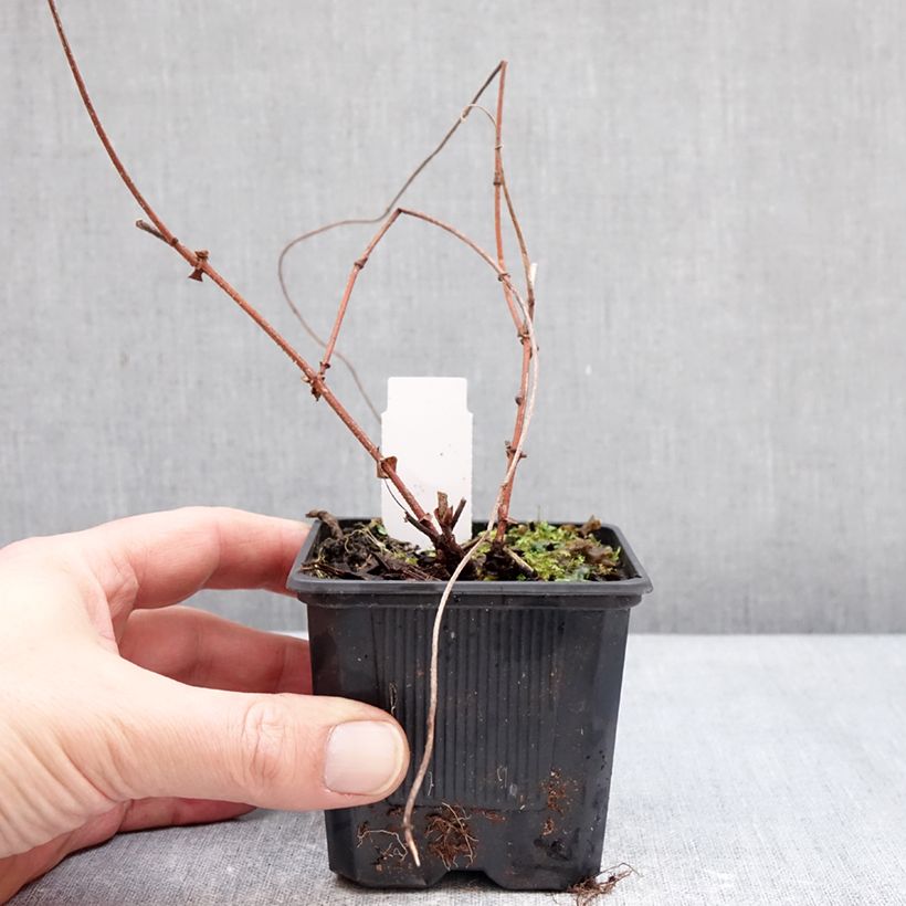 Humulus lupulus Jupiter - Common Hop 7/8 cm pot sample as delivered in winter