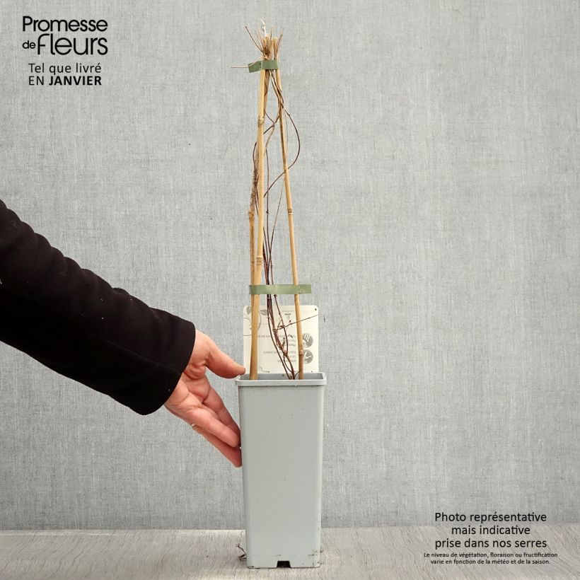 Humulus lupulus Pure - Common Hop 1.5L/2L pot sample as delivered in winter