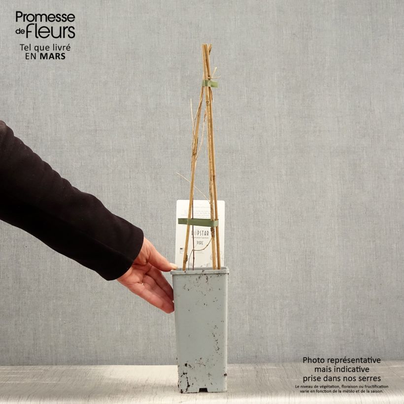 Humulus lupulus Pure - Common Hop 1.5L/2L pot sample as delivered in spring