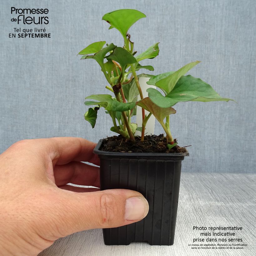 Houttuynia cordata  8/9 cm pot sample as delivered in autumn