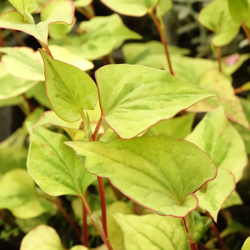 Houttuynia cordata  (Foliage)