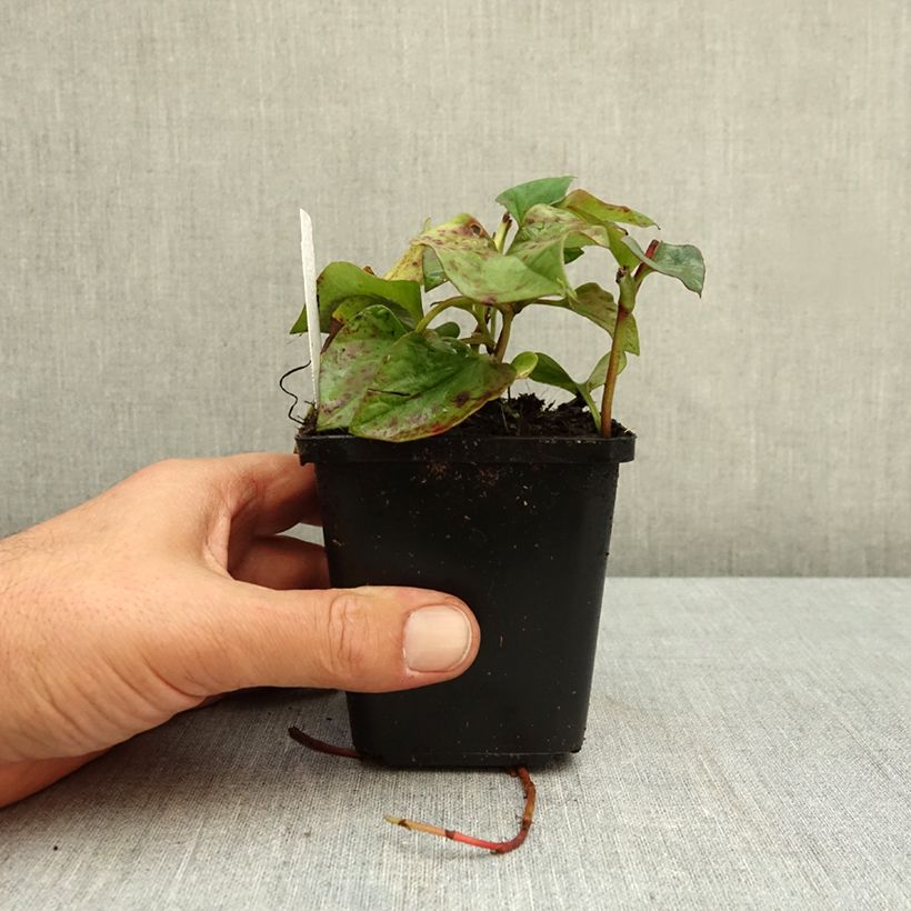 Houttuynia cordata Flore Pleno 8/9 cm pot sample as delivered in autumn