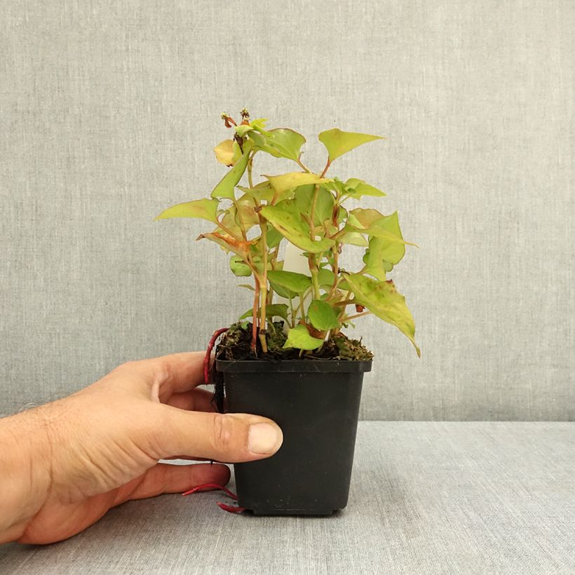 Houttuynia cordata Flore Pleno 8/9 cm pot sample as delivered in summer