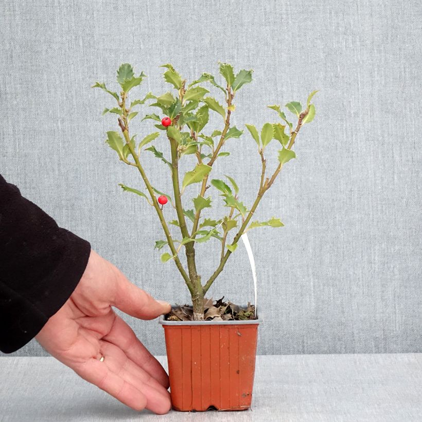 Ilex meserveae Magical Amoro Rosso 8/9 cm pot sample as delivered in spring