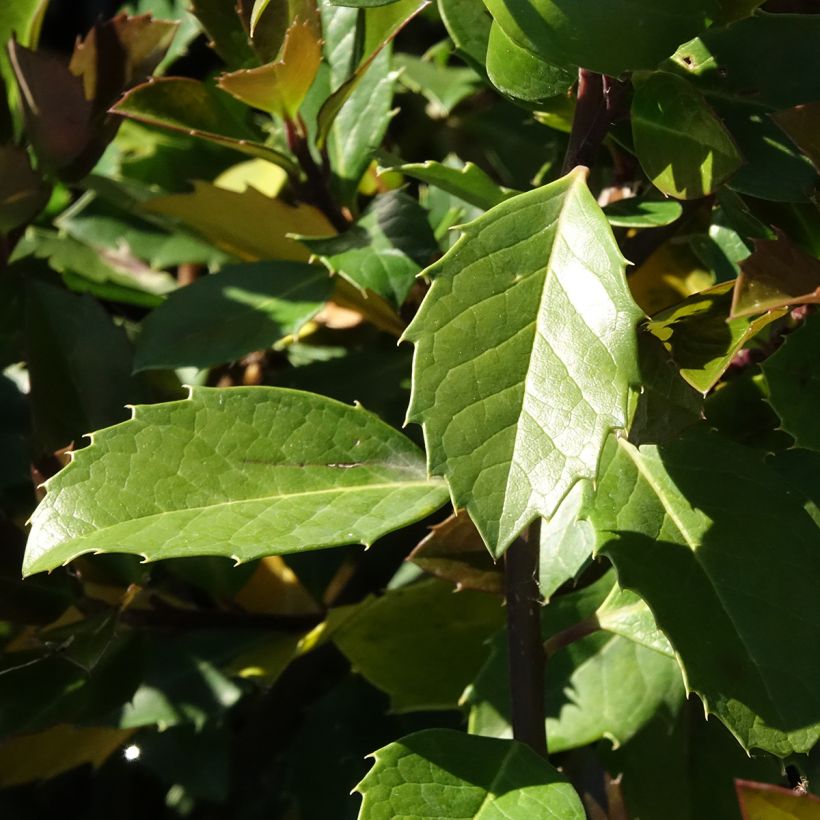 Ilex meserveae Heckenblau (Foliage)