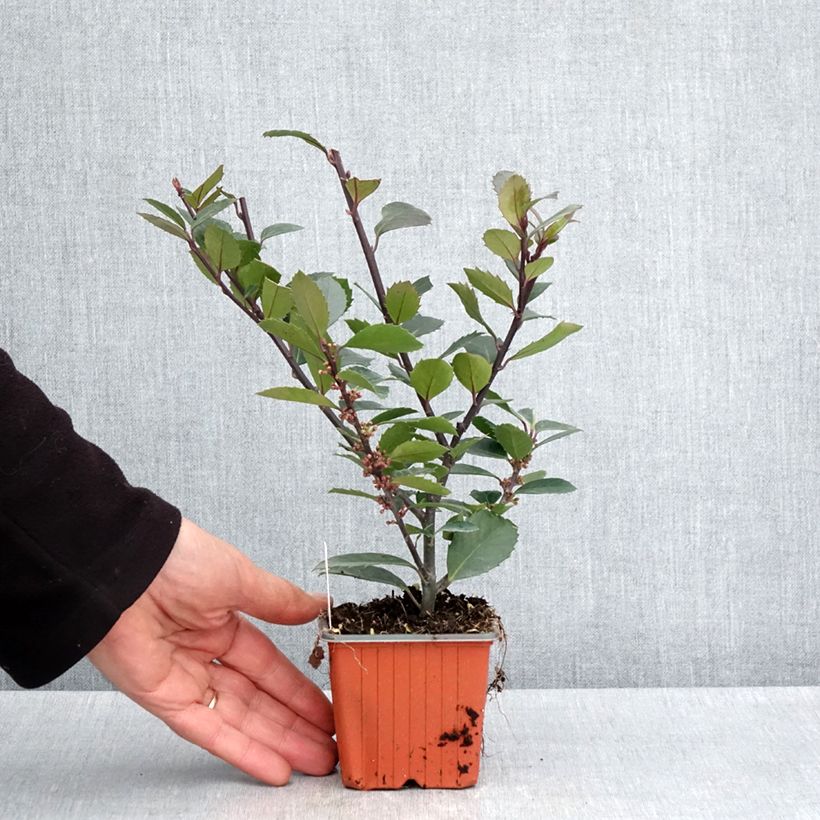 Ilex meserveae Heckenblau 8/9 cm pot sample as delivered in spring