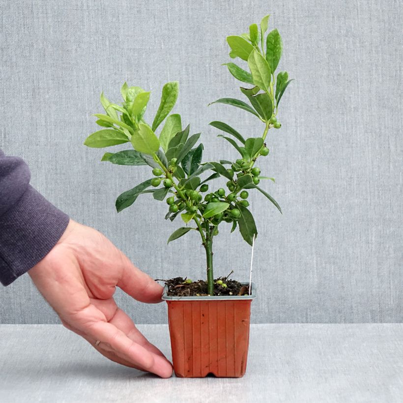 Common Holly - Ilex aquifolium JC Van Tol 8/9 cm pot sample as delivered in spring