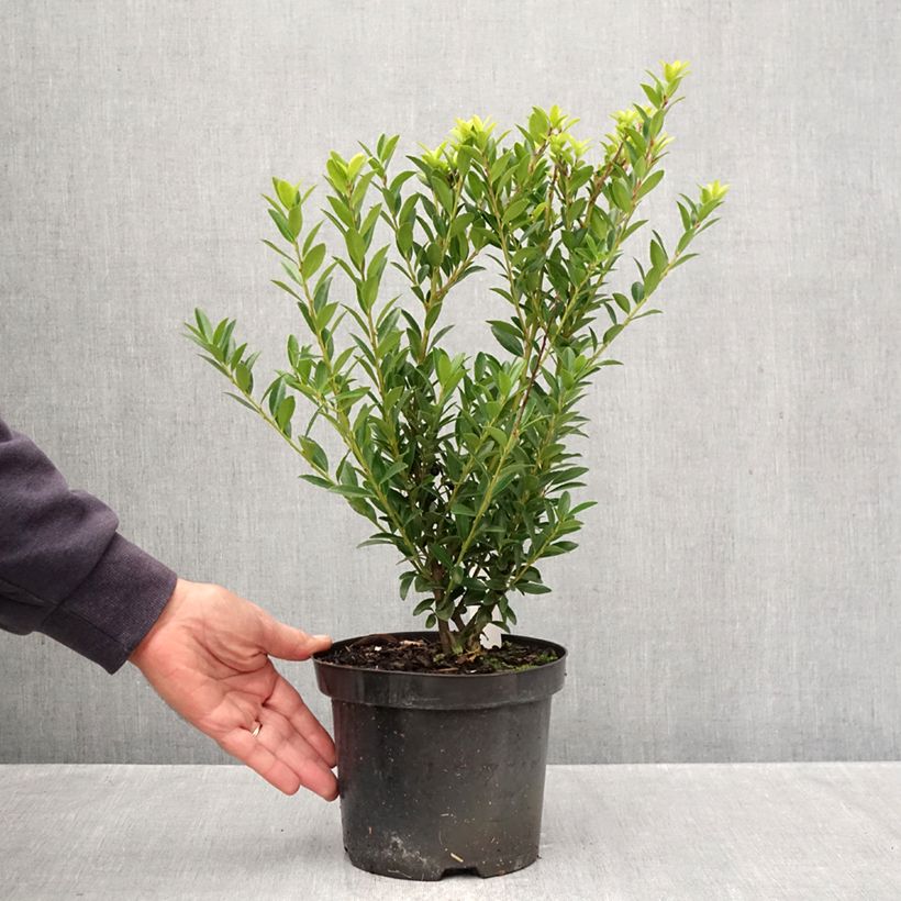 Ilex crenata Blondie - Japanese Holly 2L/3L pot sample as delivered in autumn