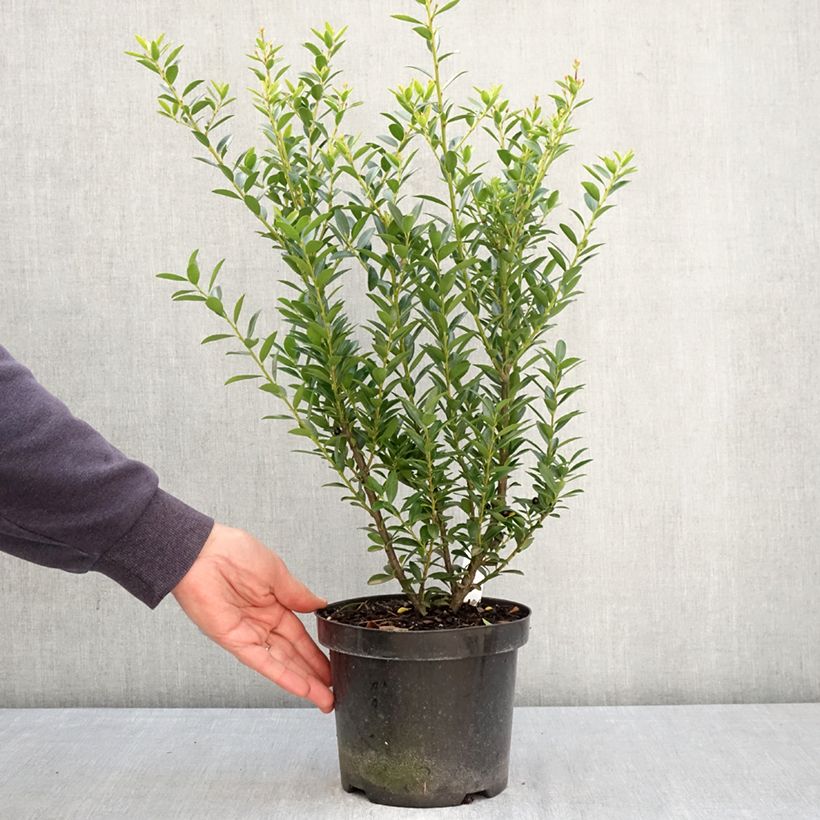 Ilex crenata Blondie - Japanese Holly 2L/3L pot sample as delivered in spring
