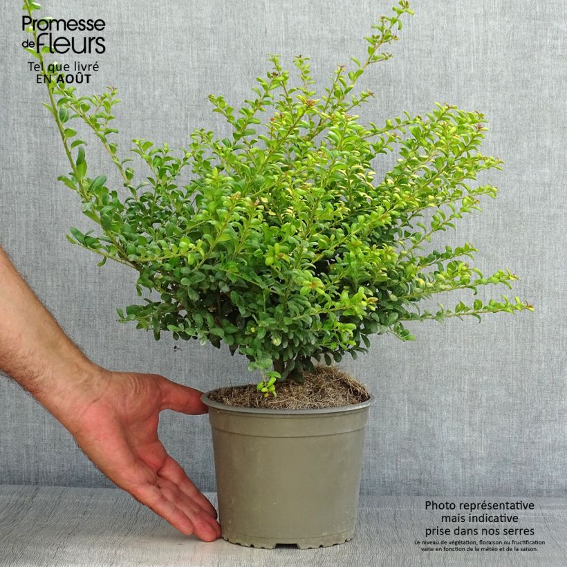 Ilex crenata Convexed Gold - Japanese Holly 12cm pot sample as delivered in summer