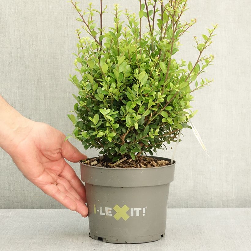 Ilex crenata Dark Green - Japanese Holly 2L/3L pot, Globose sample as delivered in spring
