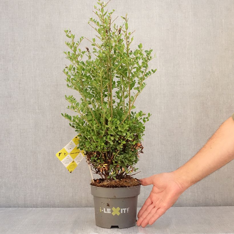 Ilex crenata Dark Green - Japanese Holly 2L/3L pot sample as delivered in summer