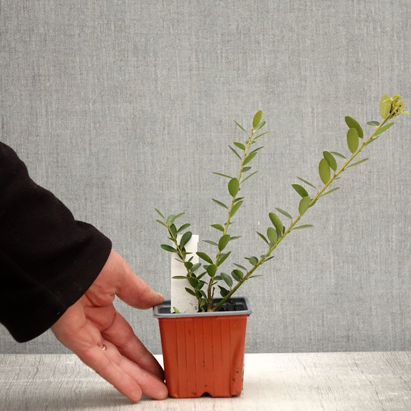 Ilex crenata Green Hedge - Japanese Holly 8/9 cm pot sample as delivered in spring