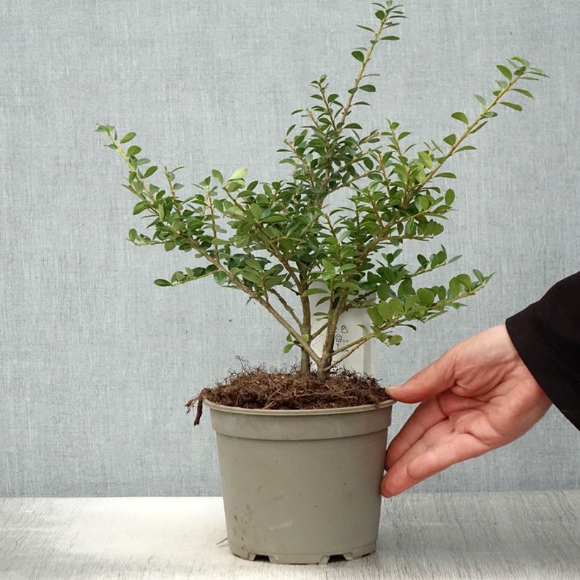 Ilex crenata Green Lustre - Japanese Holly 2L/3L pot sample as delivered in spring