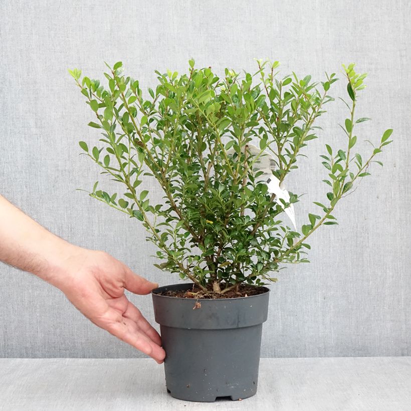 Ilex crenata Luxus - Crenate Holly 2L/3L pot sample as delivered in autumn