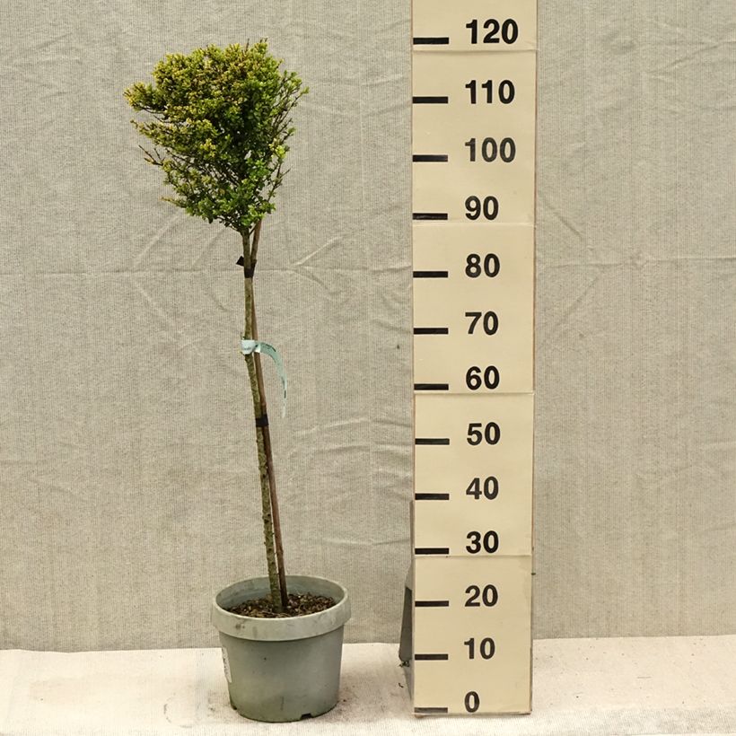 Ilex crenata Kinme 7.5L/10L pot, Quarter standard sample as delivered in summer