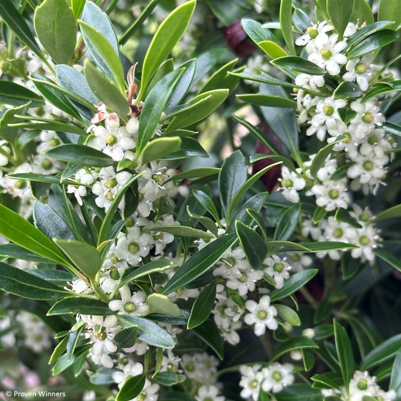 Ilex glabra Gem Box - Inkberry (Flowering)