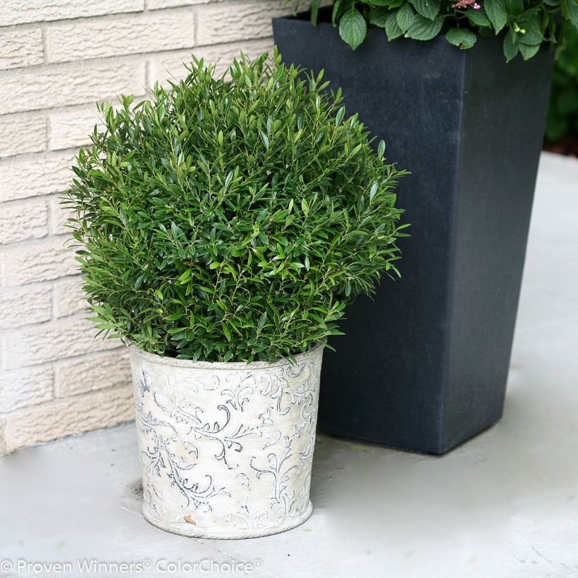 Ilex glabra Gem Box - Inkberry (Plant habit)