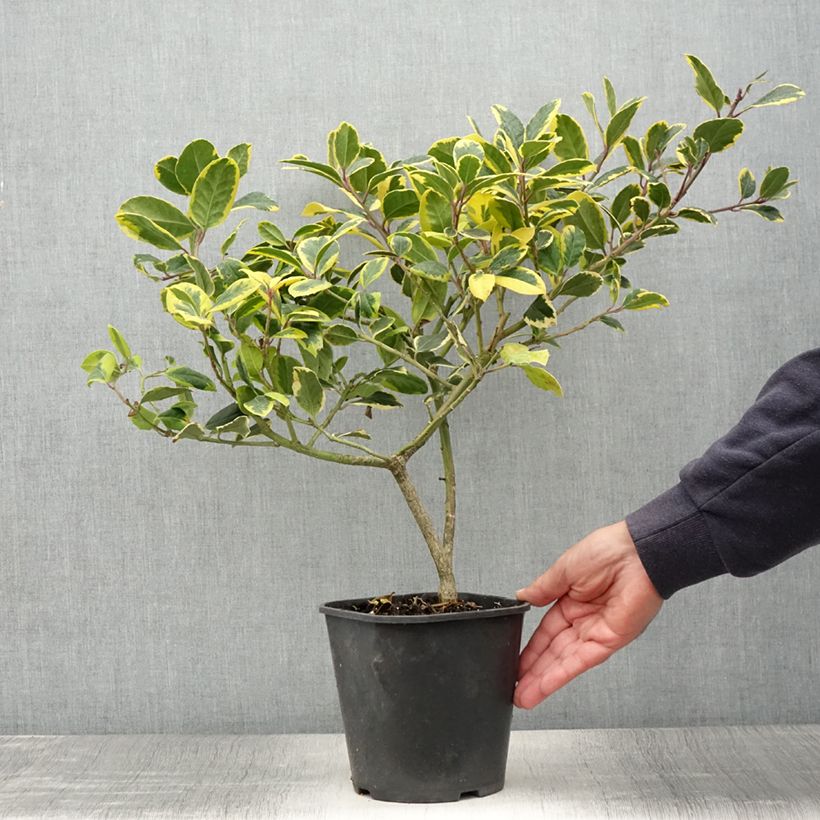 Ilex Golden King - Holly 2L/3L pot sample as delivered in summer