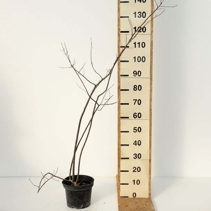 Ilex verticillata Oosterwijk  - Winterberry 4L/5L pot sample as delivered in autumn