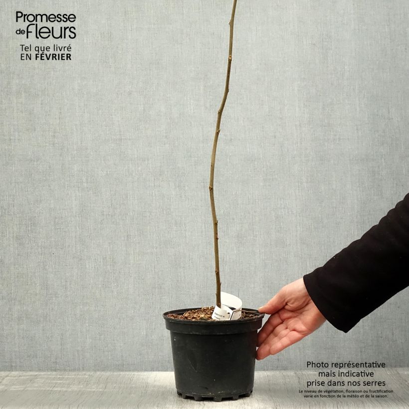 Hovenia dulcis 2L/3L pot sample as delivered in winter