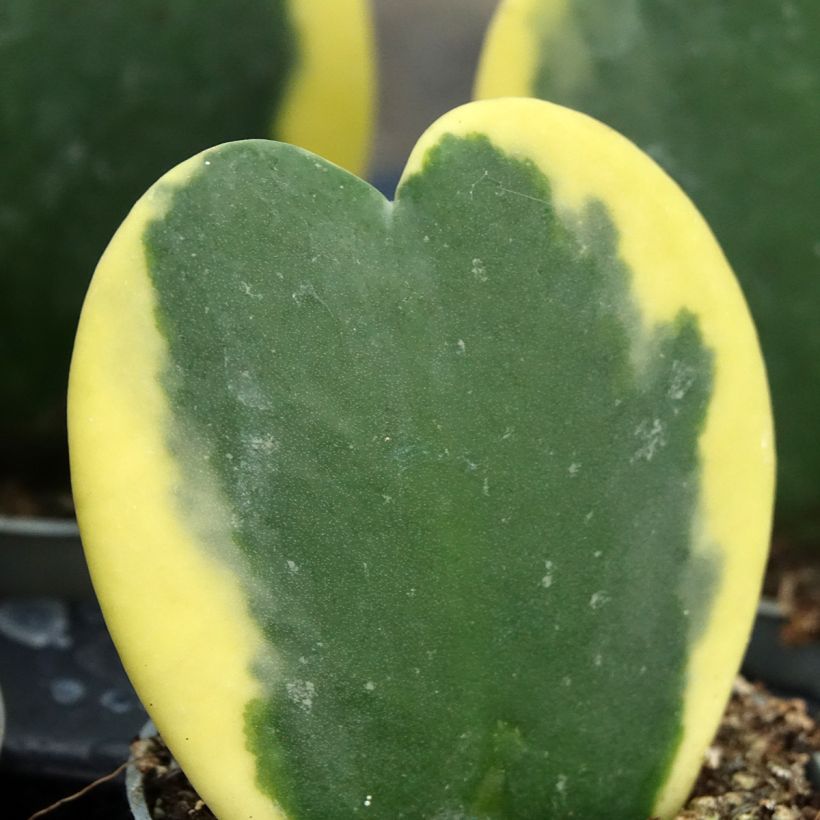 Hoya kerrii Variegata - Hoya heart (Foliage)