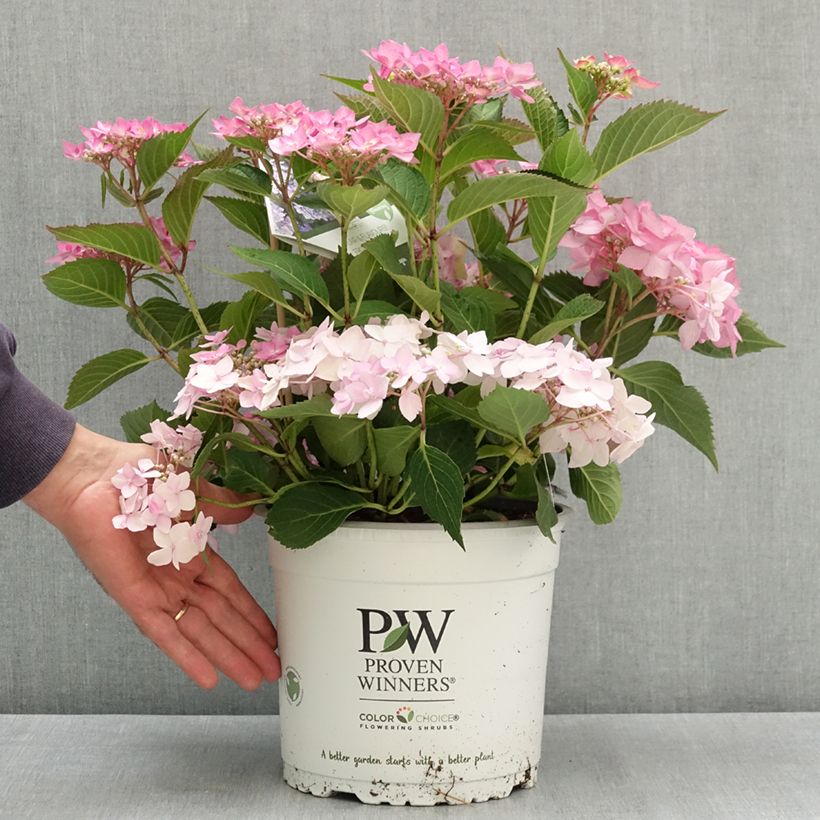 Hydrangea serrata Frozen Smoothie ® - Mountain Hydrangea 4L/5L pot sample as delivered in summer